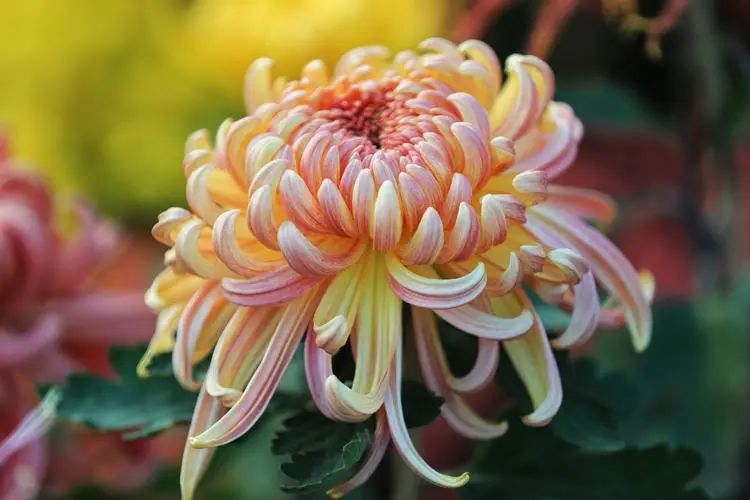 重阳丨深情不及久伴,厚爱无需多言。(图2) 重阳丨深情不及久伴,厚爱无需多言。(图2)